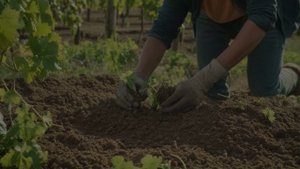 Виноград Преображение характеристика и описание - Ягоды
