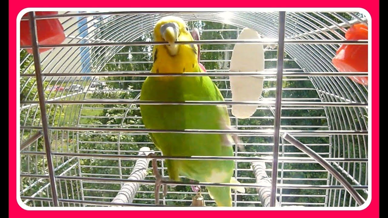 Выпускаю ПОПУГАЯ ПОГУЛЯТЬ//Реакция попугая на лето//Веселый попугай //PARROT//зеленый попугайчик TV