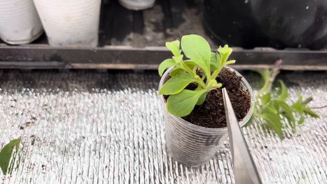 Как формируется куст петунии, пышность и объём куста #петуния #цветочнаяферма #рассада #парник смотреть онлайн