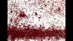 Оборудование для очистки растительного пищевого сырья от посторонних примесей