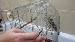 ГЕНЕРАЛЬНАЯ УБОРКА КЛЕТКИ ПОПУГАЯ//УХОД И СОДЕРЖАНИЕ ПОПУГАЯ//КЛЕТКА ДЛЯ ВОЛНИСТОГО ПОПУГАЯ//ПТИЦЫ