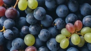 Вкусные и крупные синие сорта винограда описание сортов с фото - Ягоды