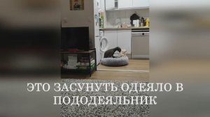 Левретка: что самое трудное в жизни?
(мемы)