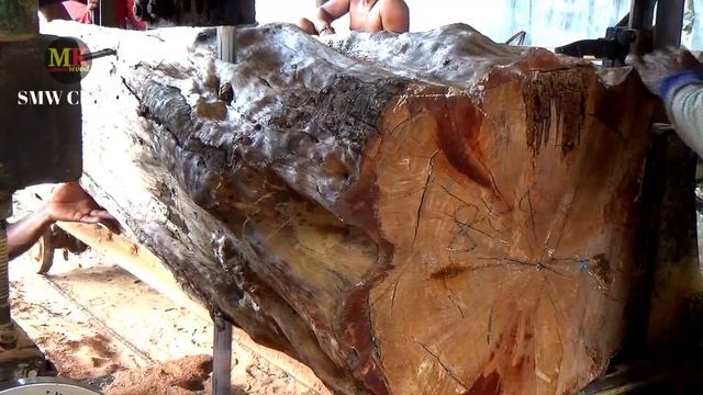 kayu terbesar..! diperkirakan usia 70 tahun dibandrol senilai 100 juta di sawmill.woodworking смотреть онлайн