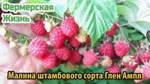 Малина штамбового сорта Глен Ампл
