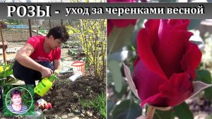 Черенки роз весной пошли в рост. Как ухаживать чтобы они не погибли.