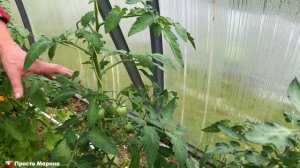 Как формирую и пасынкую томаты.