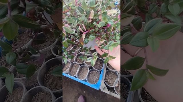 Традесканция " Радужная Горка" в  кашпо 2 литра. Очаровательное разнообразие!
