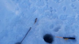 Рыбалим в Сибири