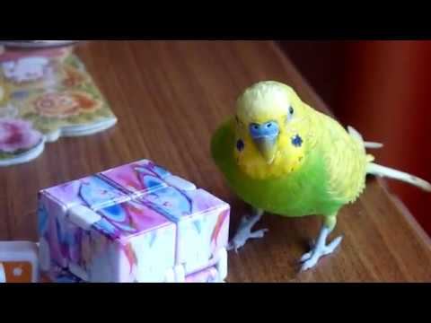 ВЕСЕЛЫЙ ПОПУГАЙ ТОША ИГРАЕТ С КУБИКОМ / КАК ВЕСЕЛО ИГРАЕТ ВОЛНИСТЫЙ ПОПУГАЙ / зеленый попугайчик TV