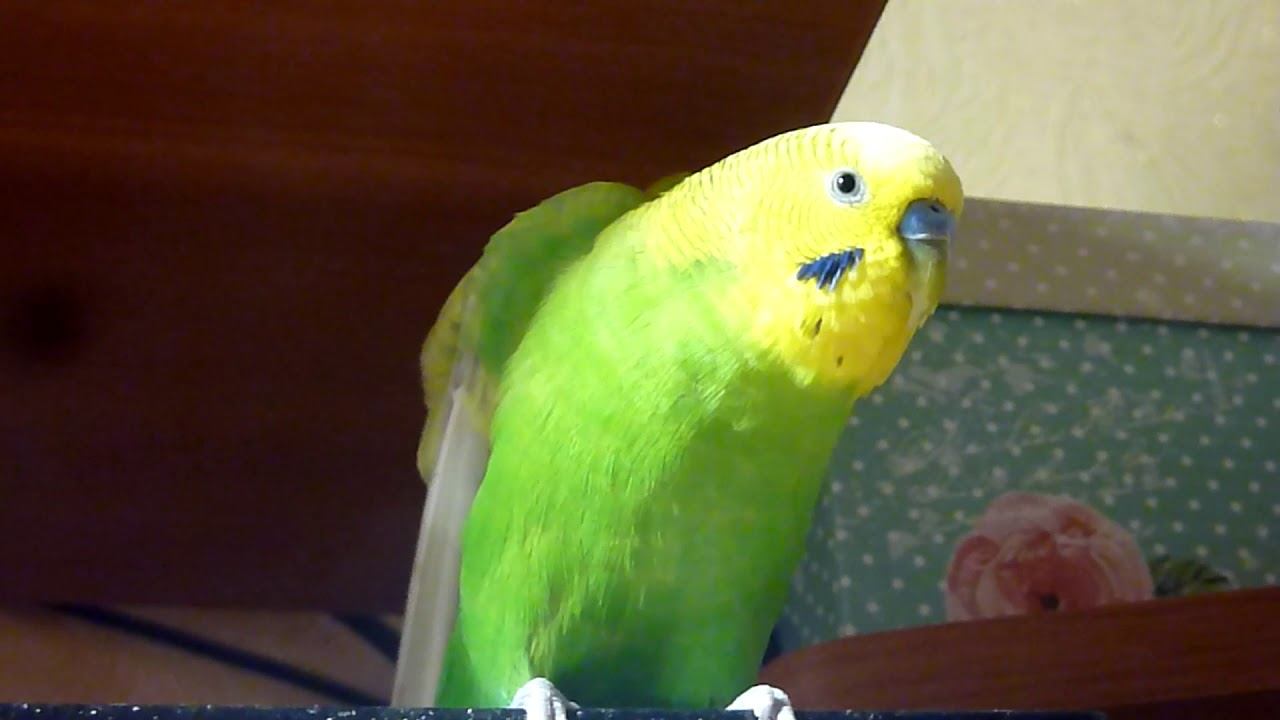 ... И ВСЕ ТАКИ ПОПУГАЙ ЗАПЕЛ  Утреннее ПЕНИЕ волнистого попугая  зеленый попугайчик TV