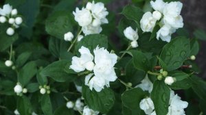 Чубушник Юннат