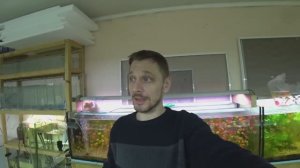 Начал эксперимент по выращиванию рыбы на круглосуточном кормлении трубочником. Рыбка на продажу