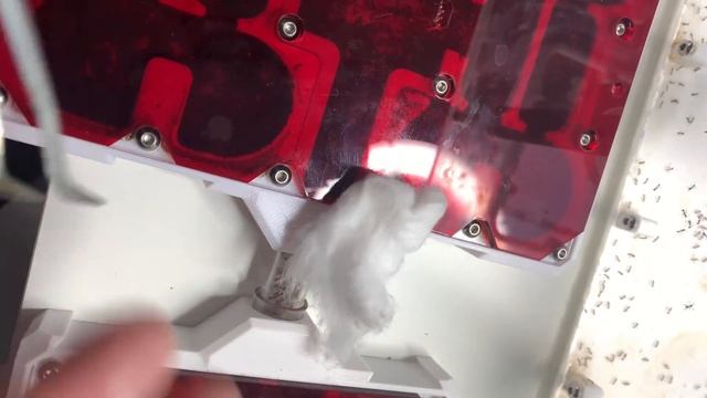 My 5000+ Carebara divera, Yes! All In An Artificial Setup! смотреть онлайн