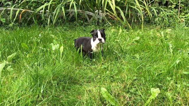 Сладкие булочки щенки бостон терьера смотреть онлайн