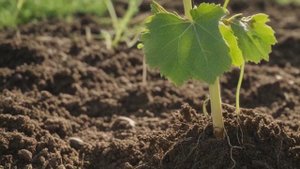 Виноград София характеристика и описание сорта - Ягоды