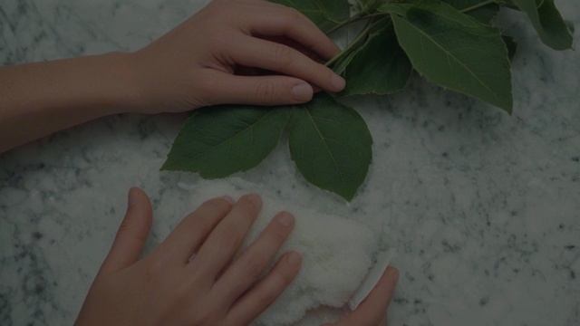 Вредители комнатных растений - Уход за комнатными цветами