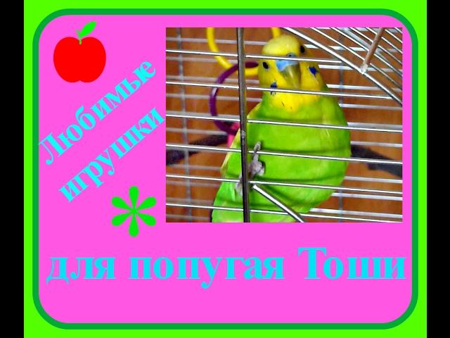Любимые игрушки для попугая Тоши//Волнистый попугай//Птицы