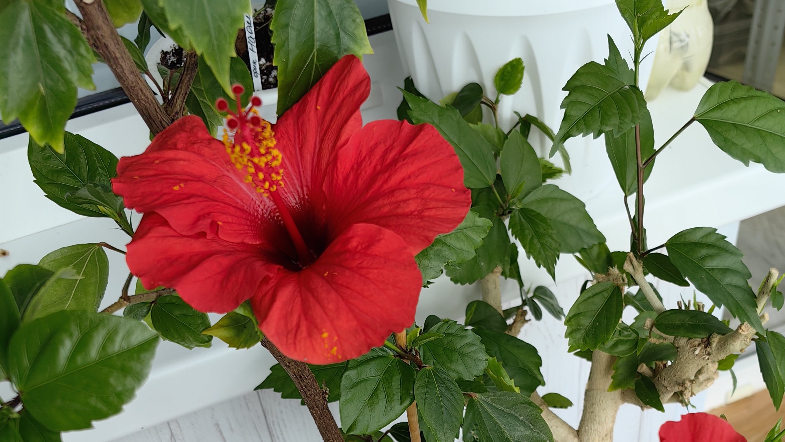 ИЗЛИШКИ РАСТЕНИЙ НА 04.04.25Г☘️🌿🌸