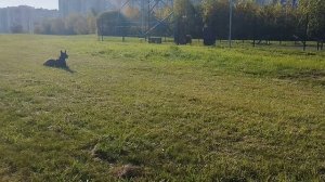 Хердрер. Подзыв с раздражителями
