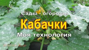 Кабачки. Моя технология