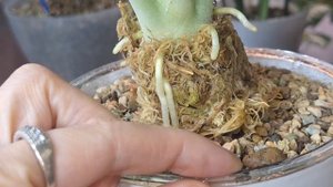 Результаты воздушной отводки через 6 дней