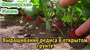 Выращивание редиса в открытом грунте