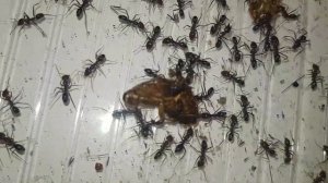 Iridomyrmex purpureus macro 4