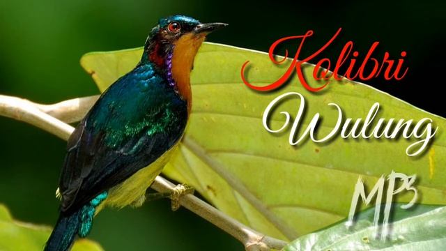 MP3 terapi suara kicau burung kolibri wulung dengan suara air mengalir