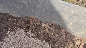 Так ещё не сажали. Узнай как посадить картофель в опилки