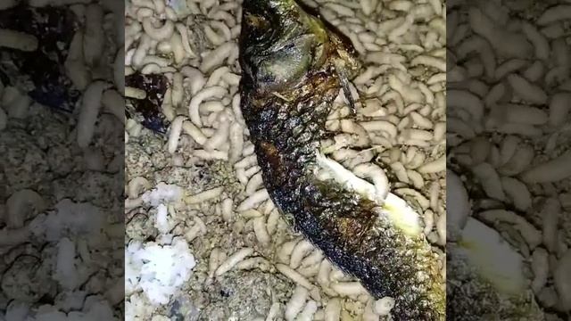 Maggot bsf dan ternak смотреть онлайн