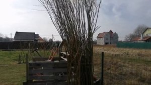 Плетём забор из ивы. Создаём зоны отдыха, начало положено.