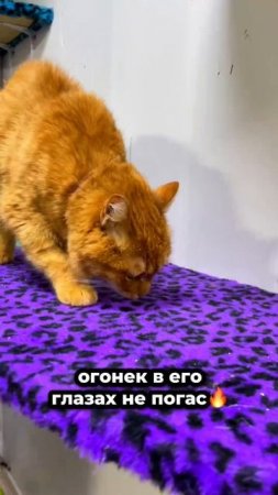 Солнечный котик, который не привык грустить! | Хаку