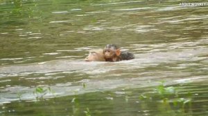 Young Mom Monkey Rose Different Other Old Mom Monkey, Cos Rose And Baby Monkey Rex Like Swimming