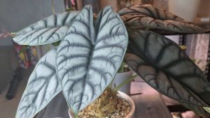 Как переукоренить алоказию воздушной отводкой