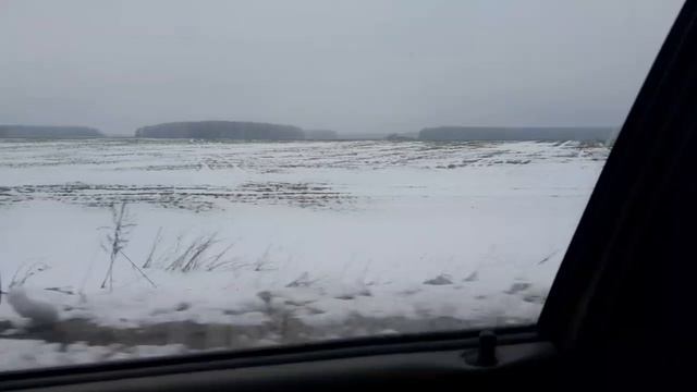 Западно-сибирская лайка бежит по полю