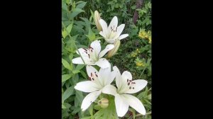 Лилейный вальс