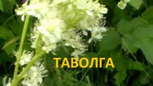Таволга-лекарственные свойства и применение.