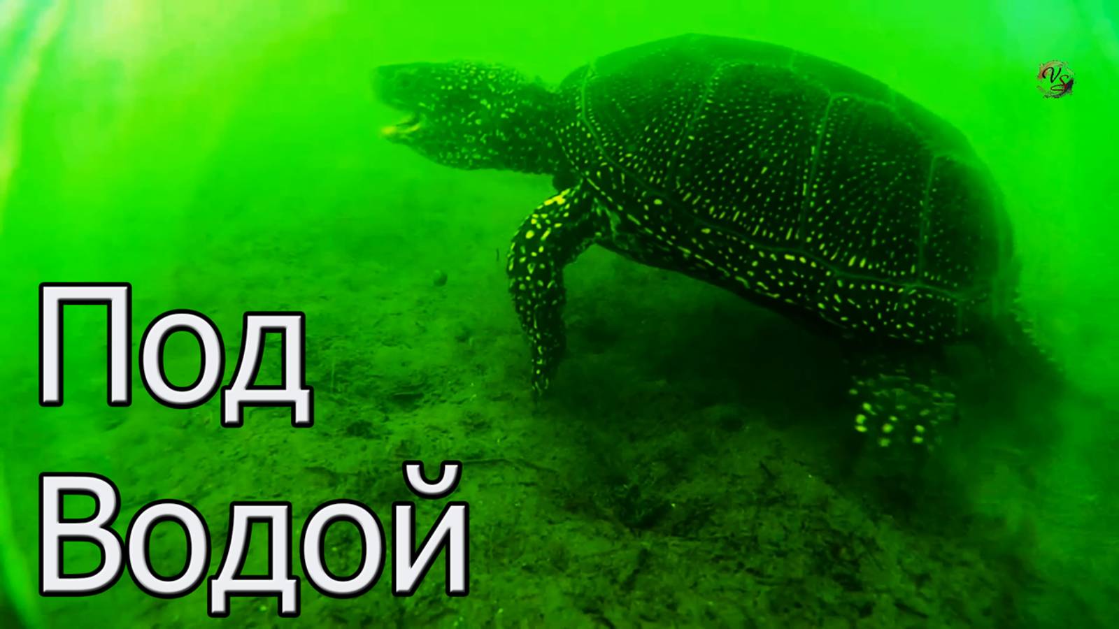 Что я увидел под водой на рыбалке. Fishing. Рыбалка- как вижу ее я !