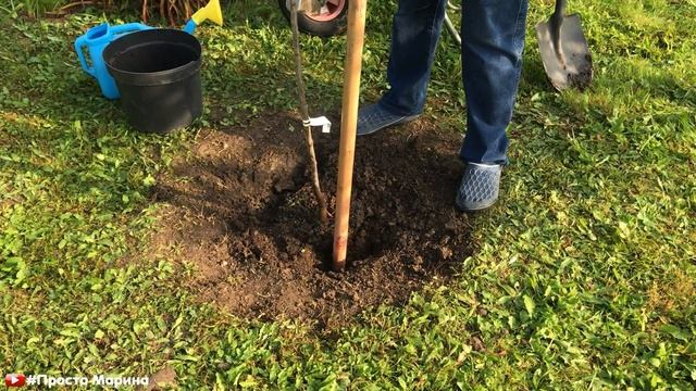 Не сажайте саженцы, пока не посмотрите это видео. смотреть онлайн
