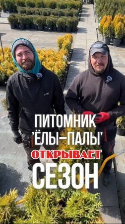 В апреле скидка 20% на все туи