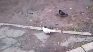 Как спариваются голуби