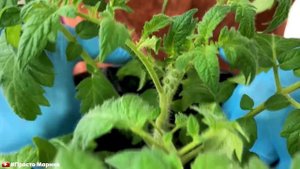 Перевалка, пересадка томатов в мешки для раннего урожая.