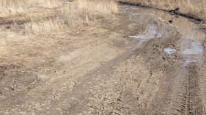 Подсадные утки