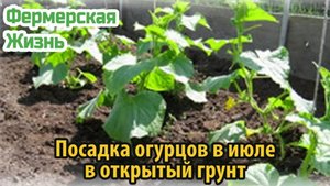 Посадка огурцов в июле в открытый грунт