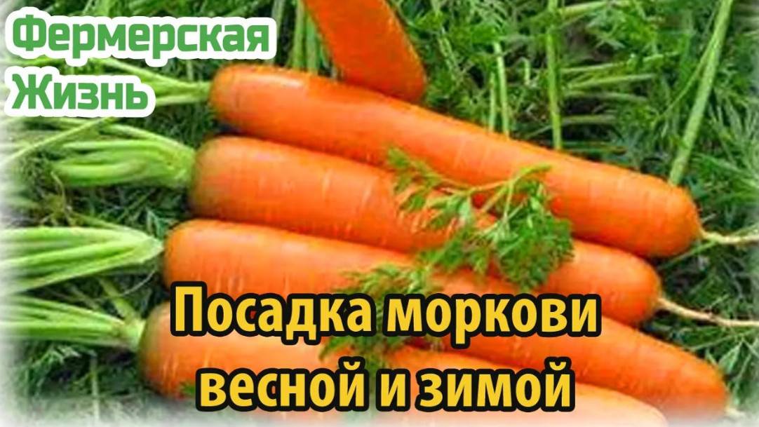 Посадка моркови весной и зимой