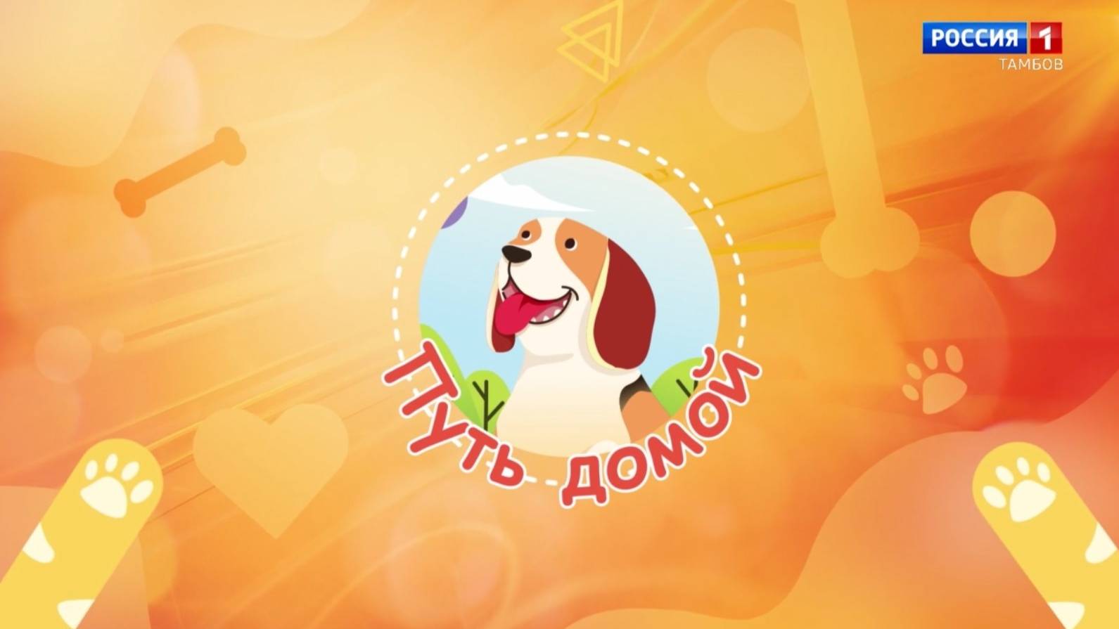 «Путь домой». Кошки