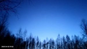 вальдшнеп летит