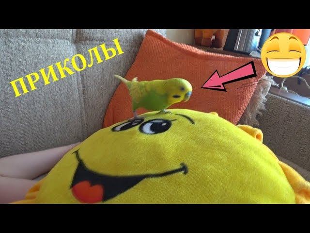 САМЫЙ ВЕСЕЛЫЙ РУЧНОЙ ПОПУГАЙ ТОША В ШОКЕ !  ▶️ ПРИКОЛЫ с ПОПУГАЕМ ▶️зеленый попугайчик TV