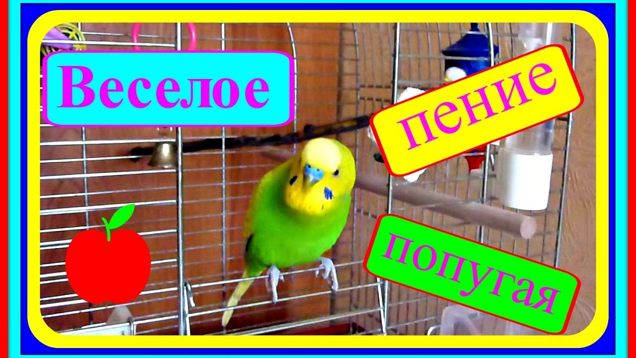 Веселое пение попугая//Прикольный волнистый попугай//Птицы//Попугай Тоша